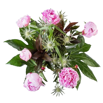 Bloemen –  Pioenrozen