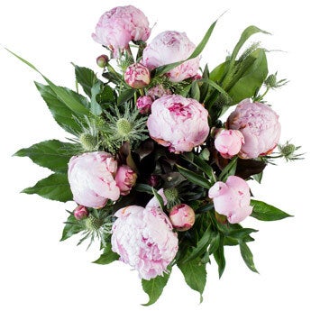 Bloemen –  Pioenrozen (Middel)