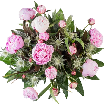 Bloemen –  Pioenrozen (Groot)