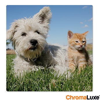 Chromaluxe Aluminium photo - White - 50x50 cm