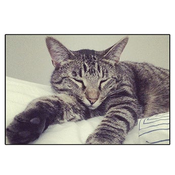 Chromaluxe - Photo sur bois