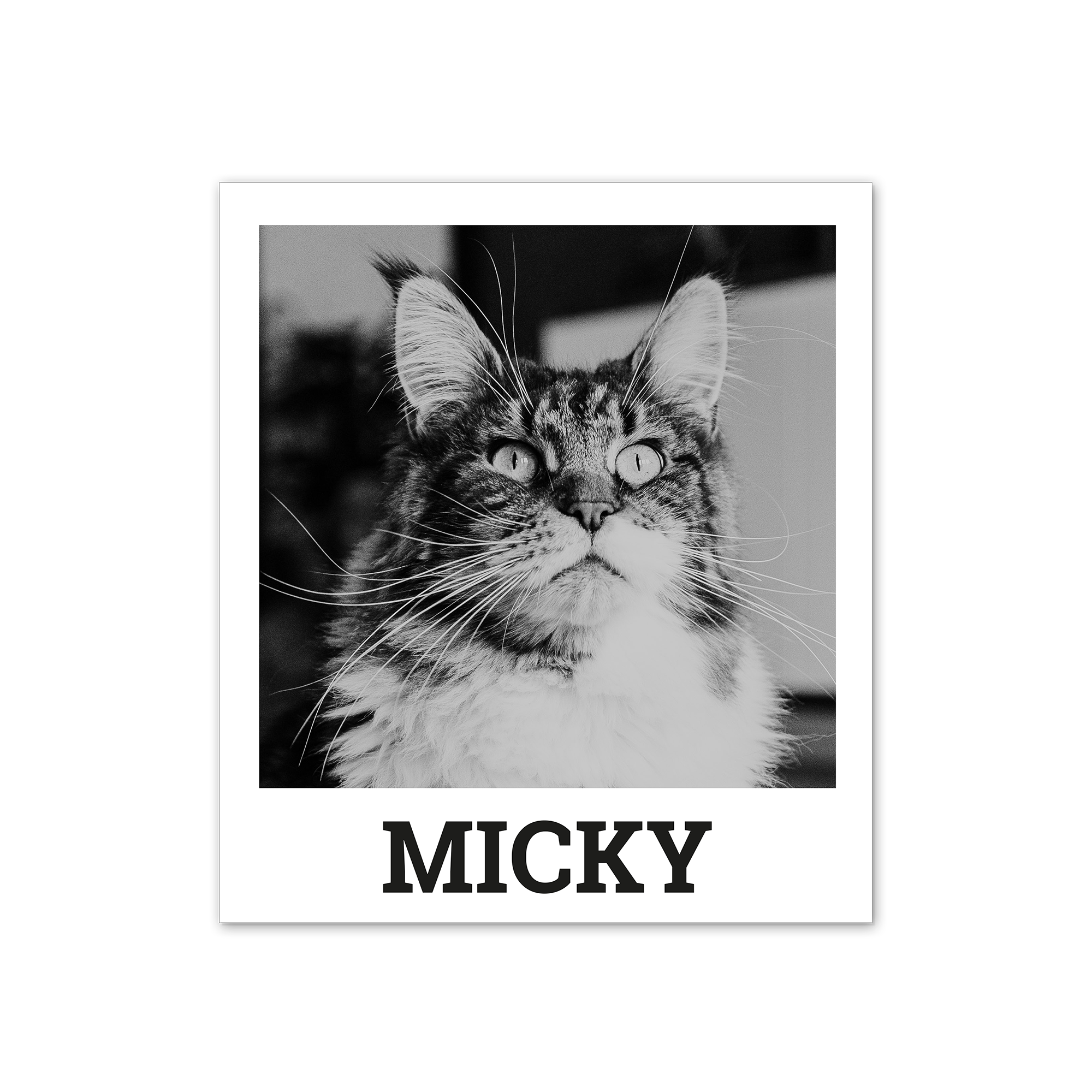 Fotografía retro personalizada con un gato atigrado, de pelo largo en blanco y negro, y texto impreso "MICKY" para imprime tus mejores momentos en estilo retro.