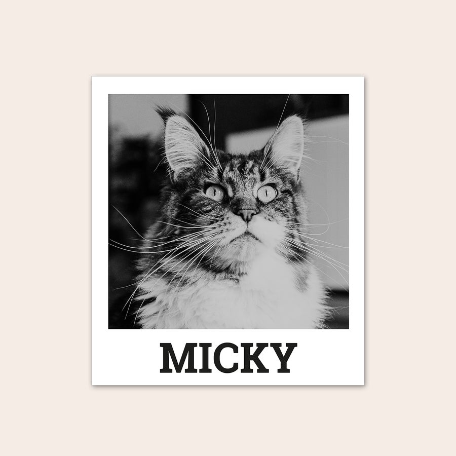 Retro afdrukken Zwart-wit retro fotoafdruk van een kat met de naam MICKY, perfect om je mooiste herinneringen af te drukken.