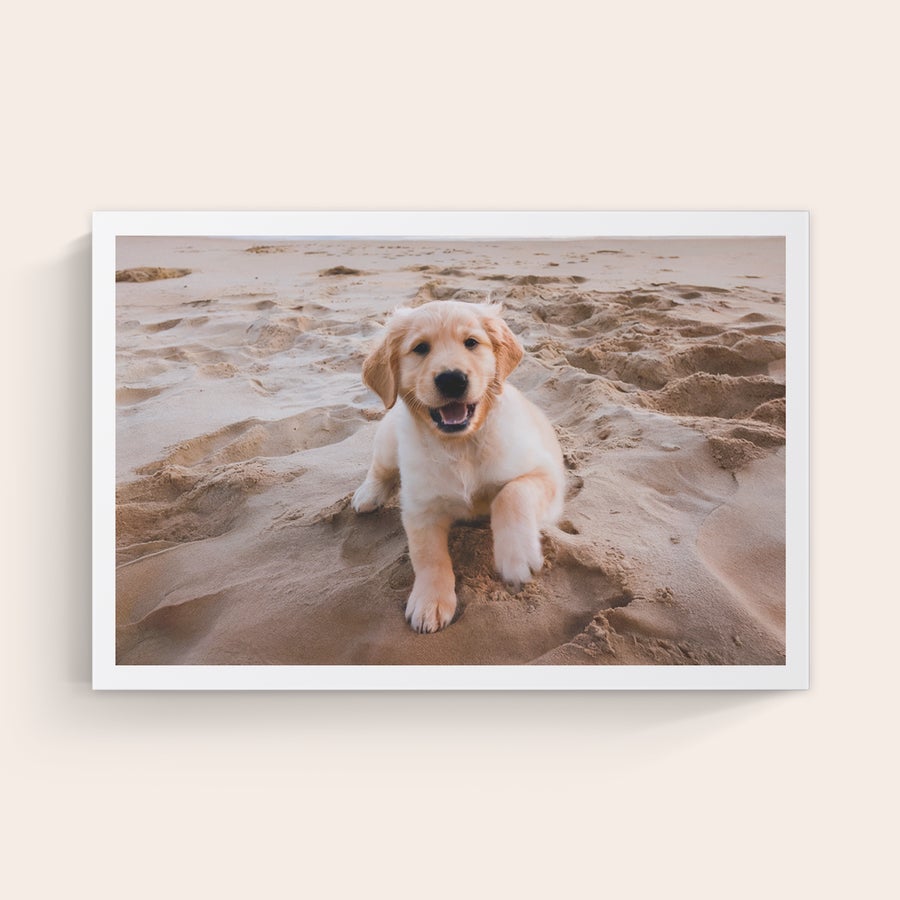 Foto impressa em tela Nós imprimimos suas fotos mais bonitas em uma tela real linnen, cachorro golden retriever deitado na areia