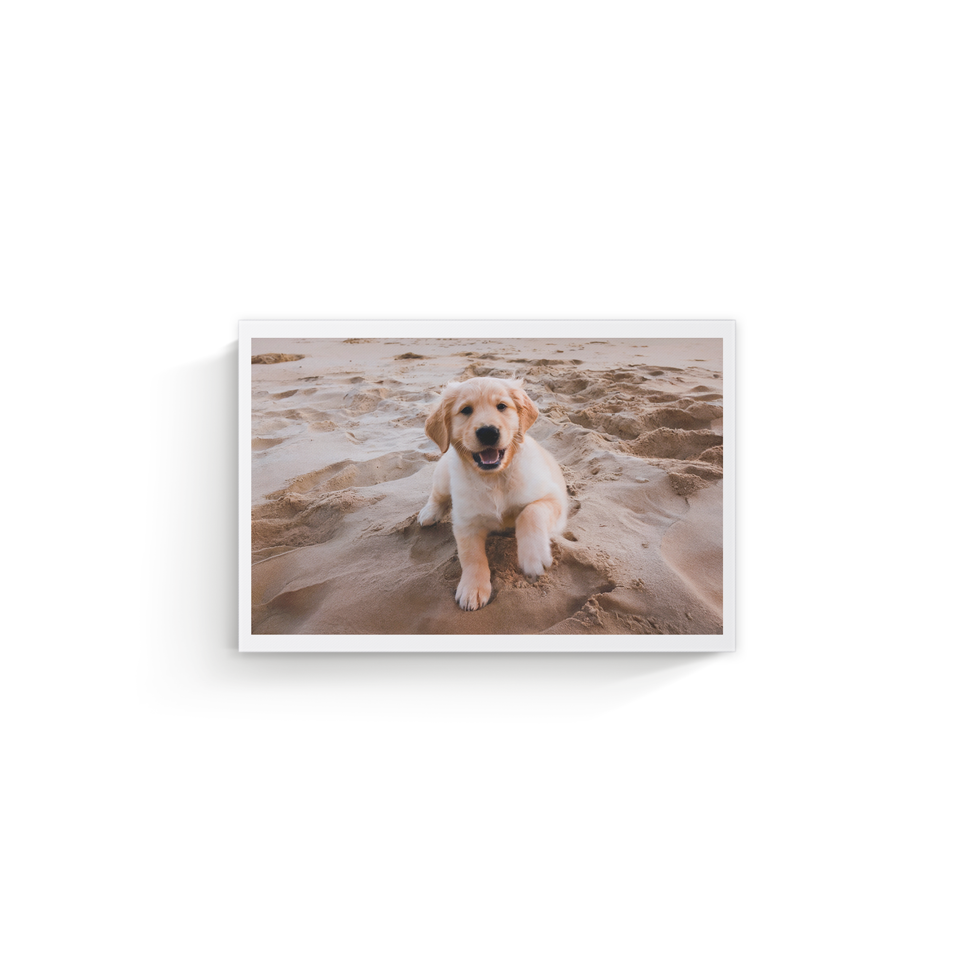 Fotografía impresa en lienzo de un cachorro golden retriever en la arena, un regalo original y personalizado.