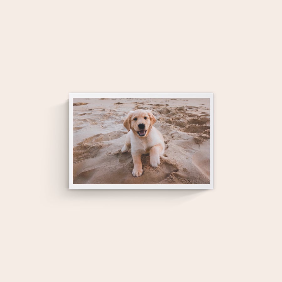 Pânză personalizată Tablou personalizat pe pânză cu imaginea unui cățeluș auriu jucăuș pe nisip. Aveți fotografiile preferate tipărite pe pânză de înaltă calitate!