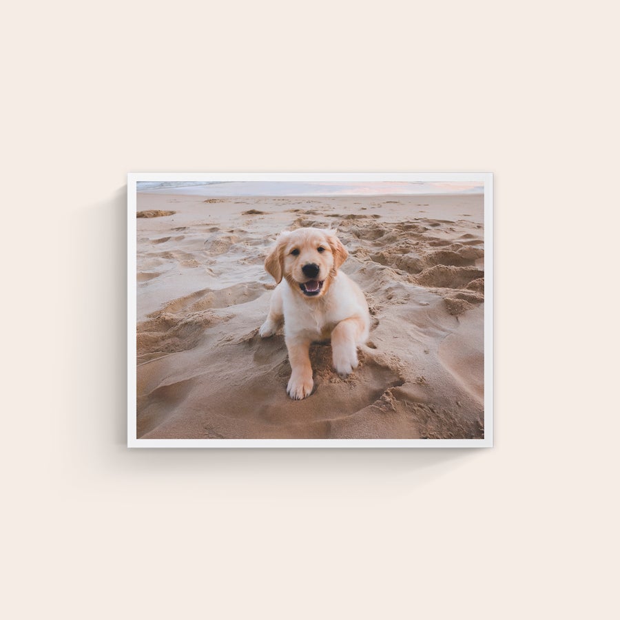 Stampa su Tela Personalizzata Tela personalizzata con la stampa di un cucciolo di golden retriever sorridente sulla spiaggia