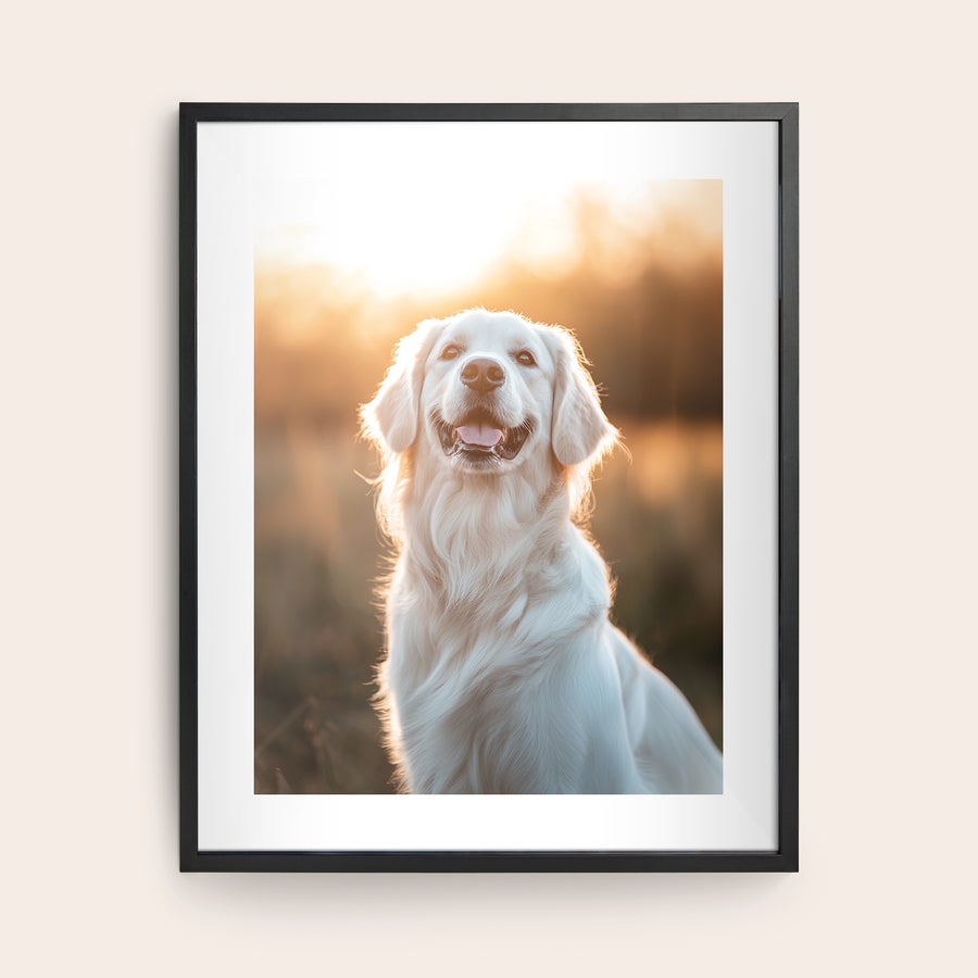 Inramat foto En personlig affisch i en snygg svart träram med ett tryckt fotografi av en golden retriever i solnedgången