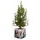 Mini kerstboom in gepersonaliseerde pot