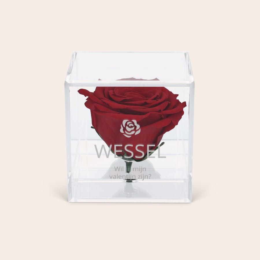 Preserved rose in glas (plexi) Preserved rose in glas (plexi)