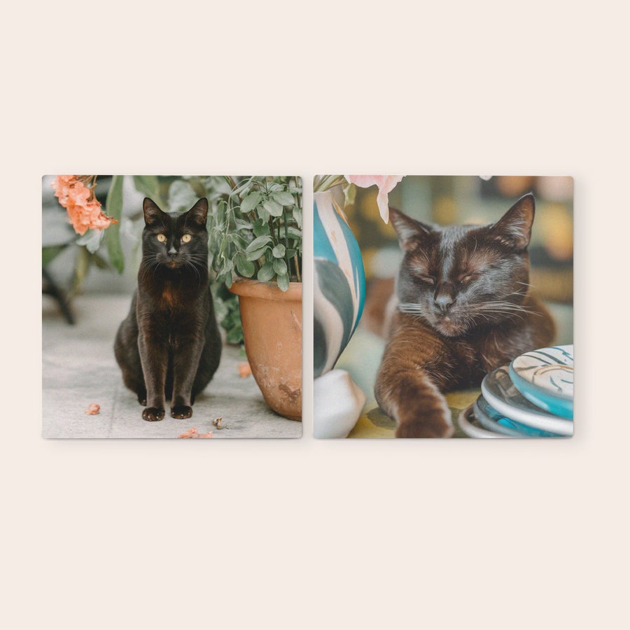Foto wandpanelen Houten fototegels met twee geprinte afbeeldingen van zwarte katten om op te hangen