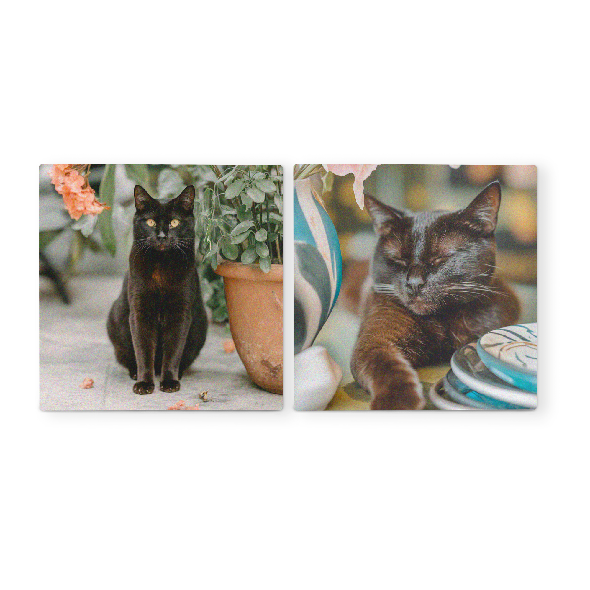 Zwei personalisierte Forex-Wandbilder mit Katzenmotiven, die ein schlafendes und ein sitzendes Tier zeigen