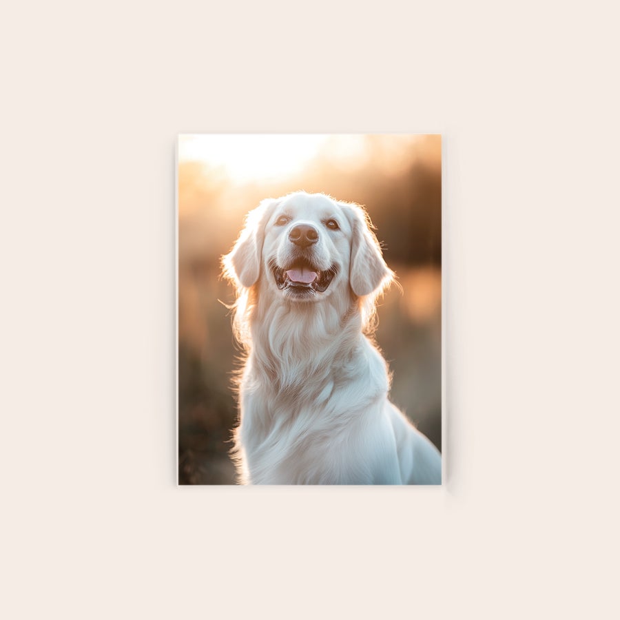 Foto på akryl Personligt foto på akryl af en glad, hvid golden retriever med solen i baggrunden, for at immortalize dit mest mindeværdige øjeblik.