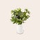 Witte bloemen boeket Witte bloemen boeket