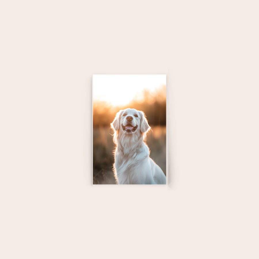 Foto en acrílico Foto en acrílico personalizada con imagen de un perro Golden Retriever, impresa a todo color para inmortalizar tu momento.