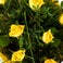 Bloemen - Boeket Rozen Geel