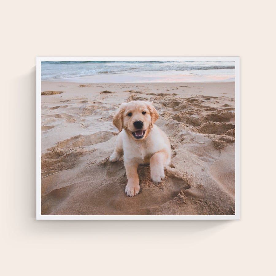 Foto auf Leinwand Leinwand mit Foto vom lachenden Golden Retriever Welpen am Strand, um dein Foto auf Leinwand von hochwertiger Qualität drucken zu lassen.