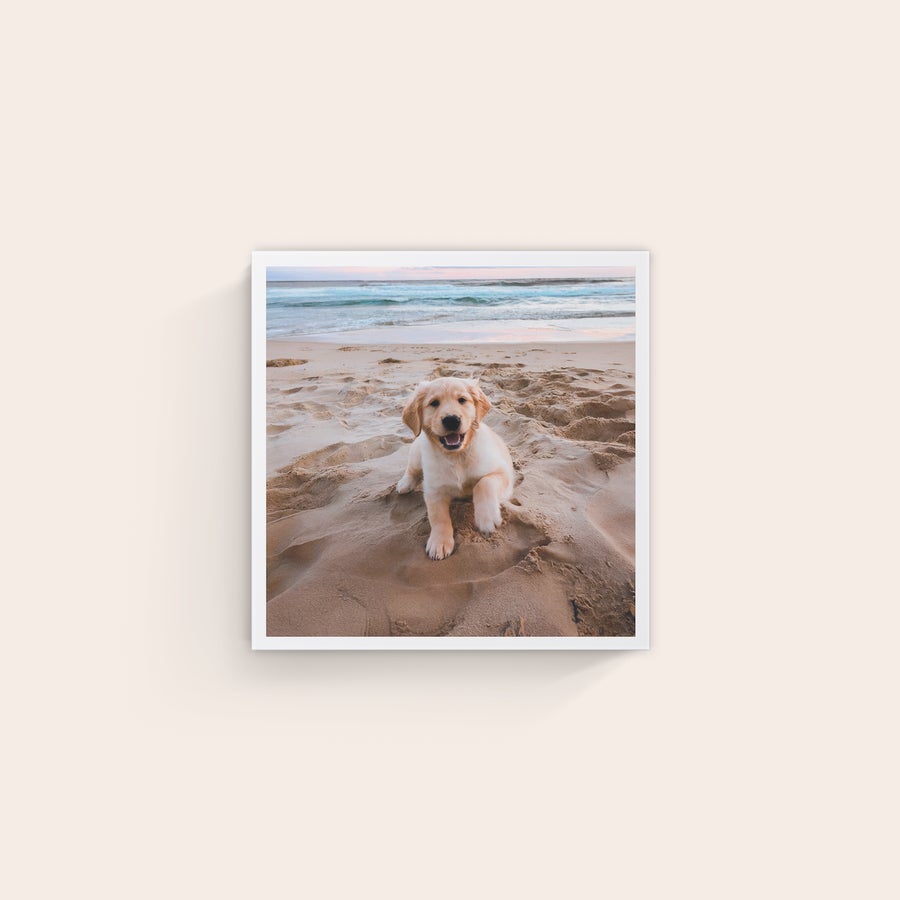 Foto op canvas Canvas met foto van een schattige puppy op het strand, gedrukt op schilderslinnen.