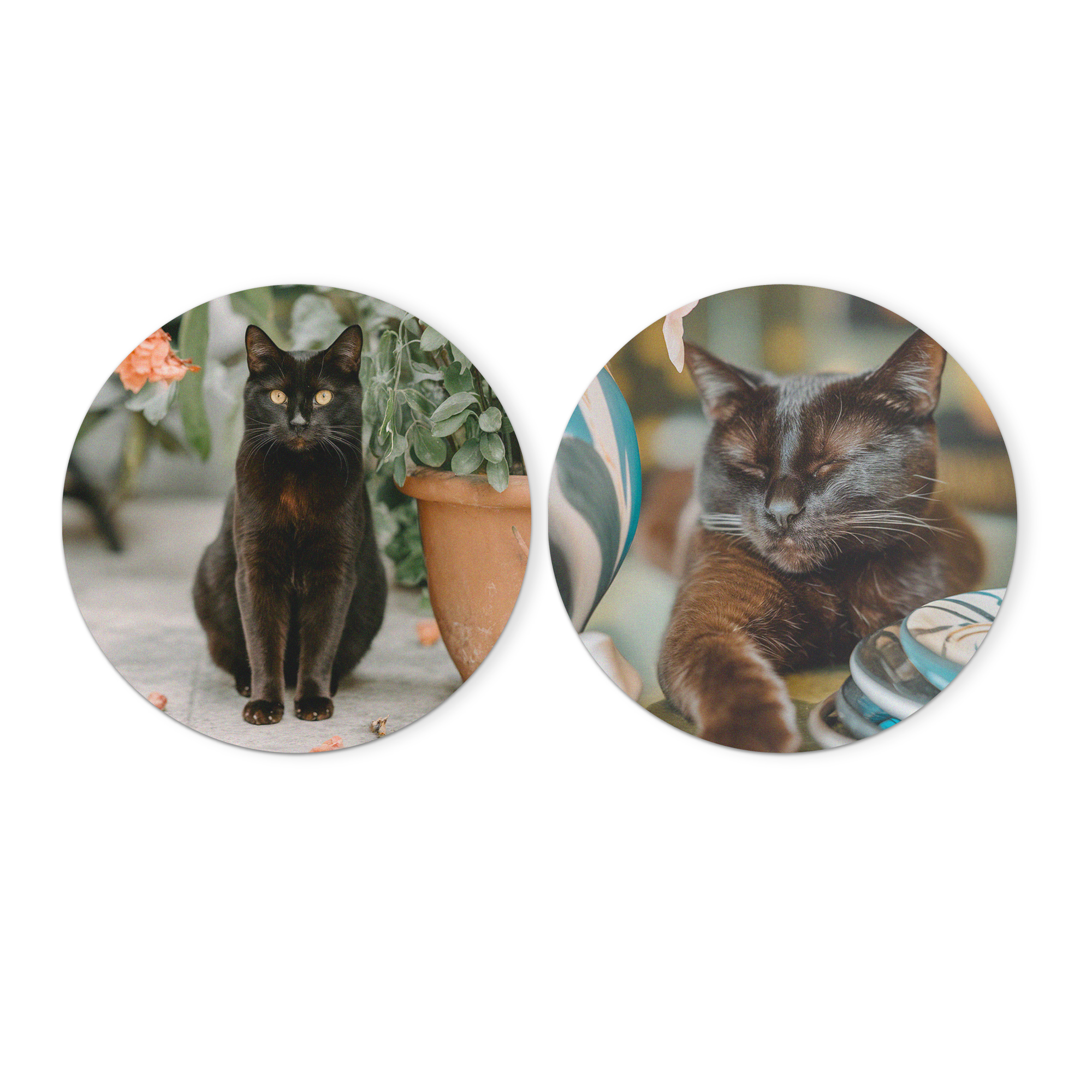 Round forex wall art panels with printed photos of black cats, perfect to decorate your wall.