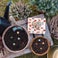 Personalisierte Blossombs Blumensamen Geschenkbox