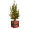 Mini árvore edição natal em vaso personalizado