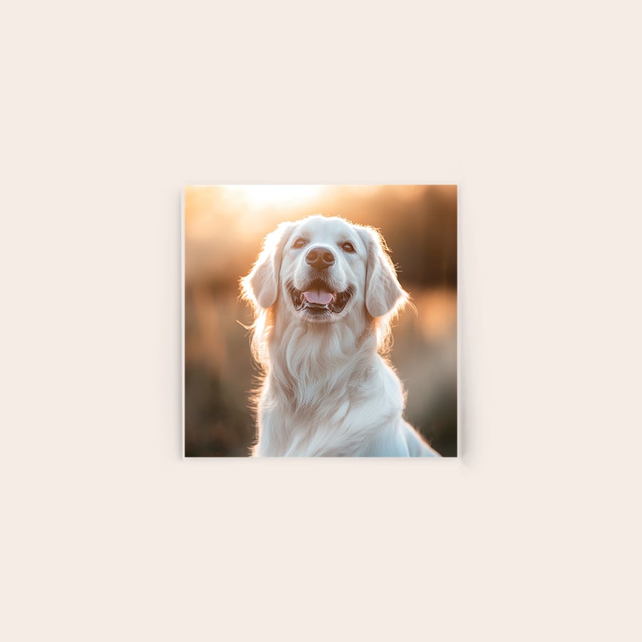 Zdjęcie na akrylu Akrylowy obraz z radosnym psem rasy golden retriever, personalizowany zdjęciem na akrylu