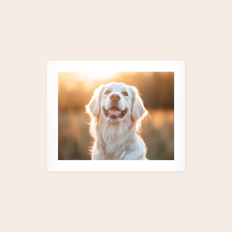Poster photo prints A custom poster photo print featuring a happy golden retriever in a field at sunset