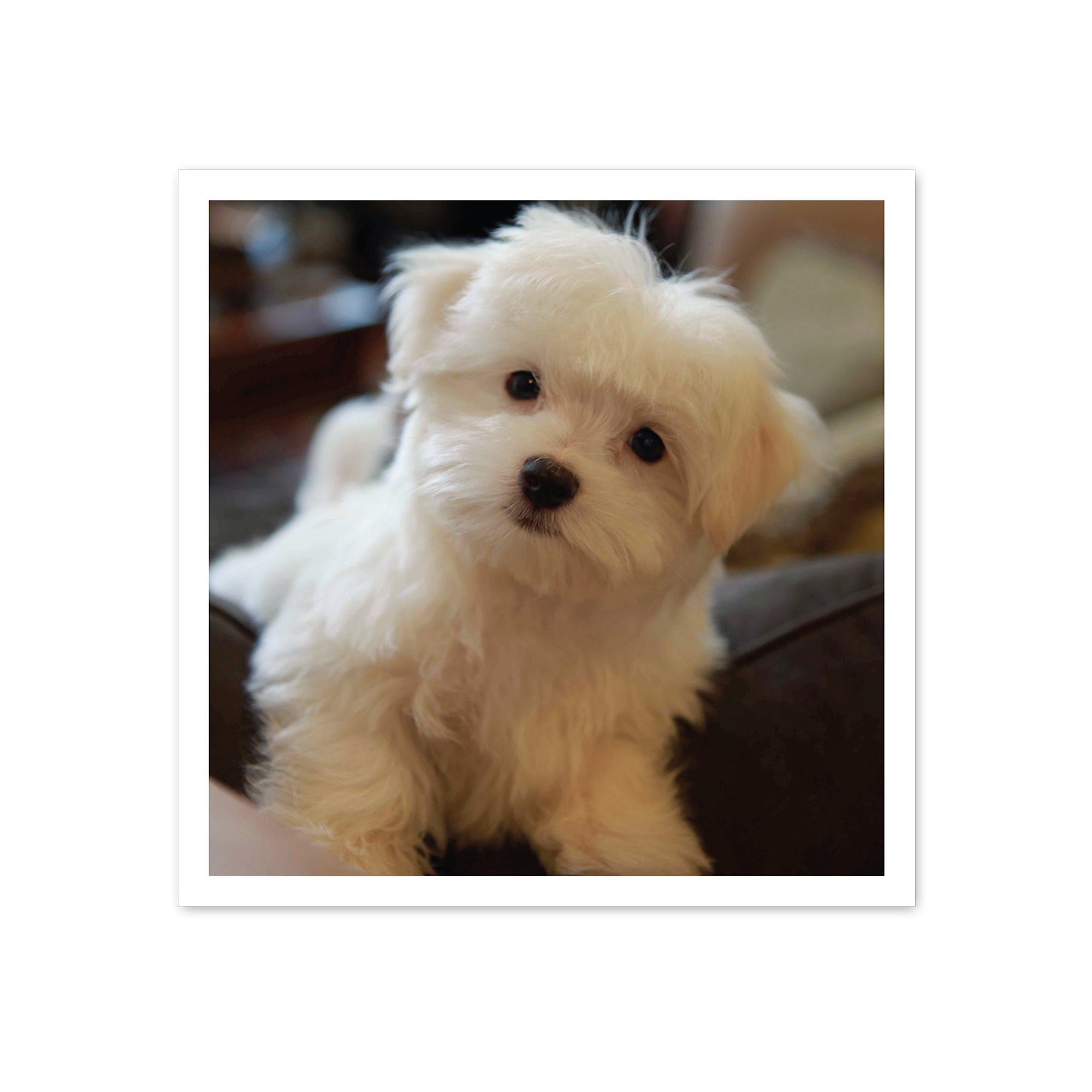 Fotografía personalizable impresa de un cachorro blanco y peludo mirando a la cámara. Imprime tus mejores momentos.