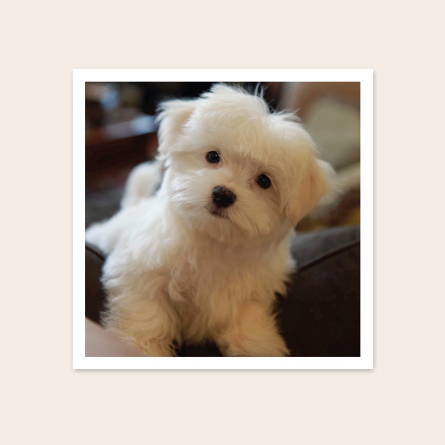 Fotos personalizadas - Cuadradas o estilo retro Fotografía personalizable impresa de un cachorro blanco y peludo mirando a la cámara. Imprime tus mejores momentos.