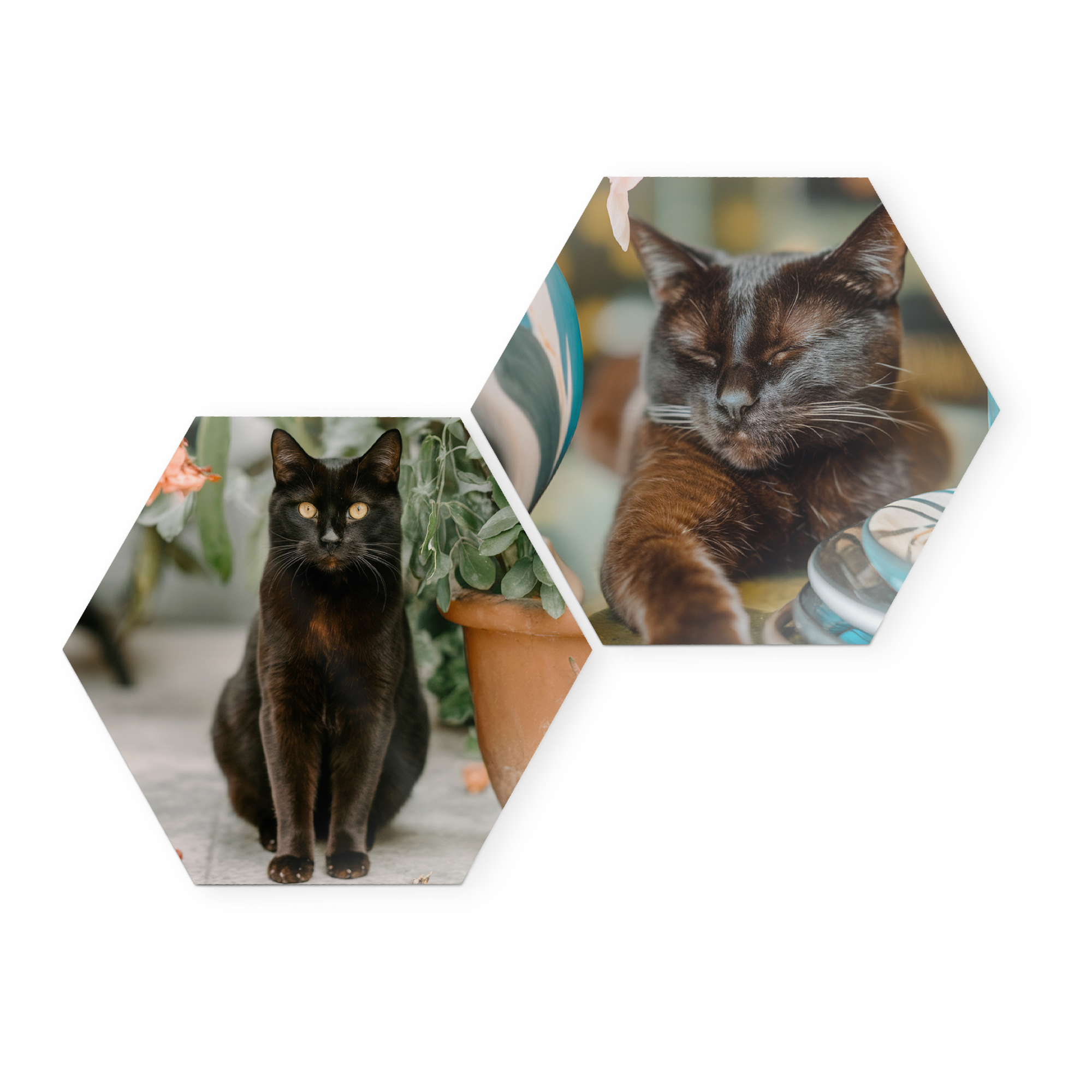 Panneaux muraux hexagonaux personnalisés avec des photos de deux chats noirs, décorez votre mur avec des panneaux d'art mural en bois.