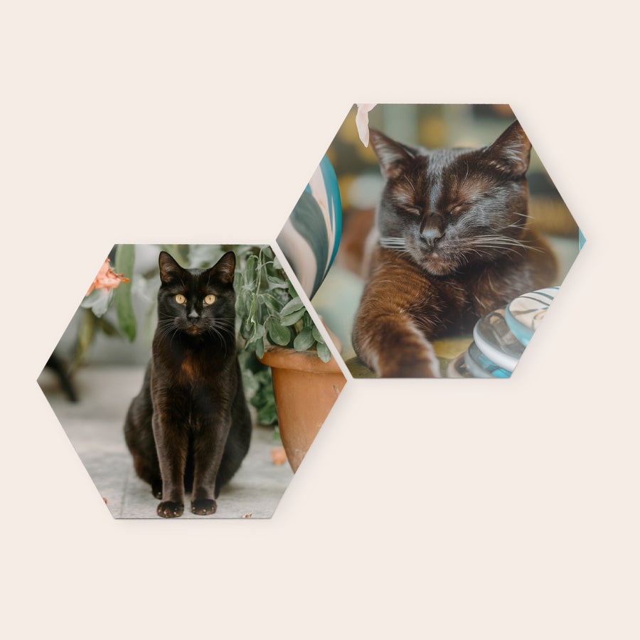 Pannelli Murali Personalizzati Due pannelli in legno esagonali, stampati con foto personalizzate di gatti neri per decora la tua parete con pannelli in legno con il tuo design