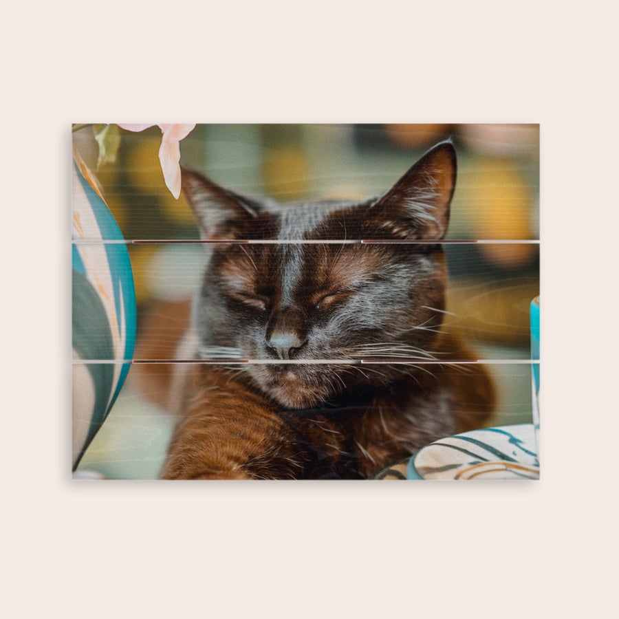 Foto auf Holz Dein Foto auf Holz: Eine schlafende Katze, auf drei Holzbretter gedruckt, mit sichtbarer Holzmaserung