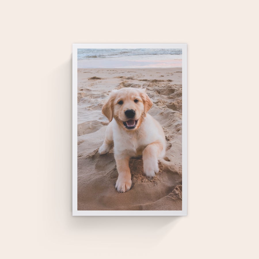 Foto en lienzo - Varios tamaños Impresión de lienzo personalizada con foto de un cachorro Golden Retriever en la arena de la playa.