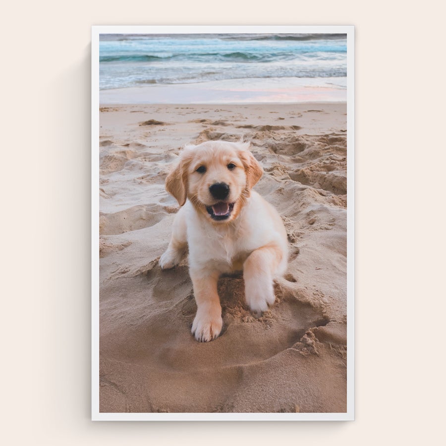 Foto op canvas Foto op canvas van een lachende golden retriever pup op het strand, gedrukt op schilderslinnen.