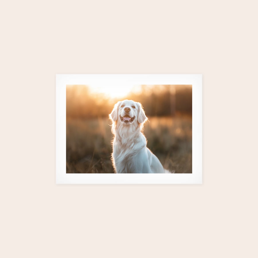 Póster Póster fotográfico impreso con un perro Golden Retriever bajo la luz del atardecer, para capturar tus momentos favoritos.