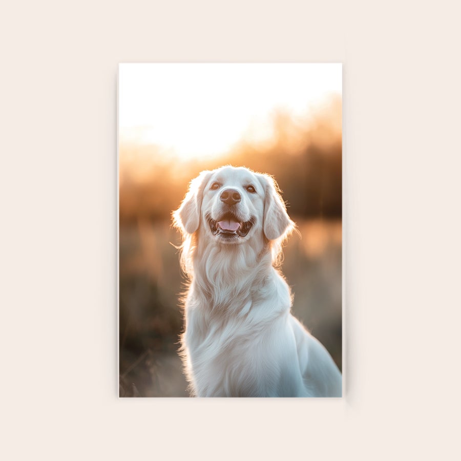 Tableau photo plexiglas Impression photo personnalisée sur plexiglas dune photo de chien golden retriever pour un cadeau original