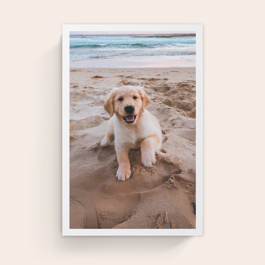 Foto impressa em tela Foto personalizada impressa em tela linnen de um cachorro Golden Retriever sorrindo na praia