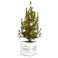 Mini Christmas tree in personalised pot
