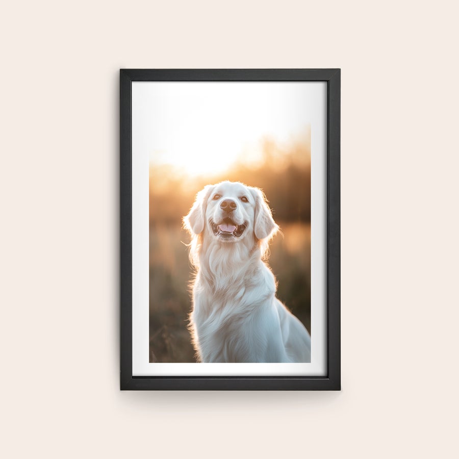 Fotografie înrămate Poster personalizat cu fotografia unui golden retriever zâmbitor, imprimat pe hârtie lucioasă, în ramă neagră din lemn de stejar, pentru a imortaliza o amintire frumoasă.