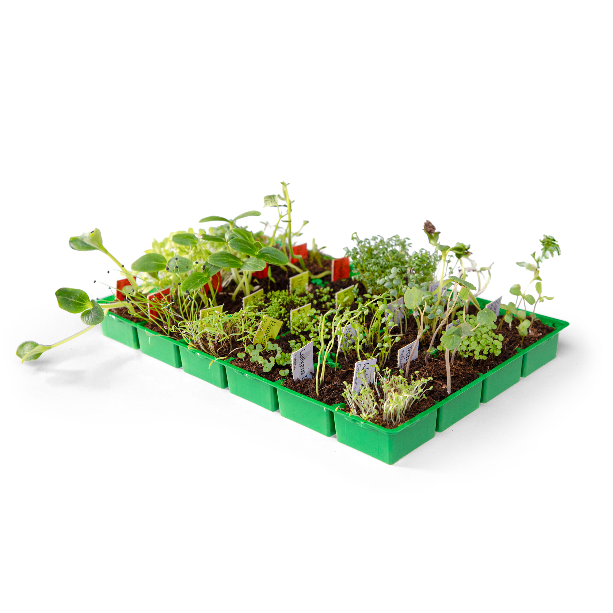 Gepersonaliseerde Adventskalender Zaden kweekset - Moestuin 