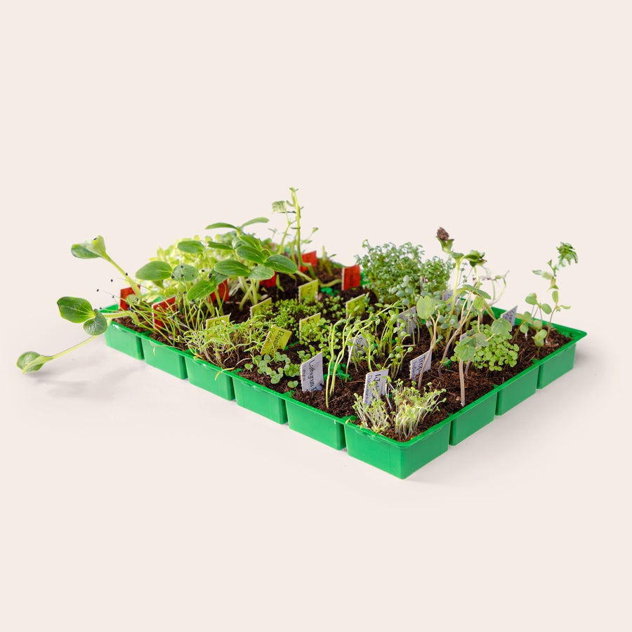 Personalisierter Adventskalender mit Anzuchtset für den Gemüsegarten Pflanzschale mit verschiedenen Keimlingen und Schildchen, perfekt als Samen Adventskalender personalisiert.