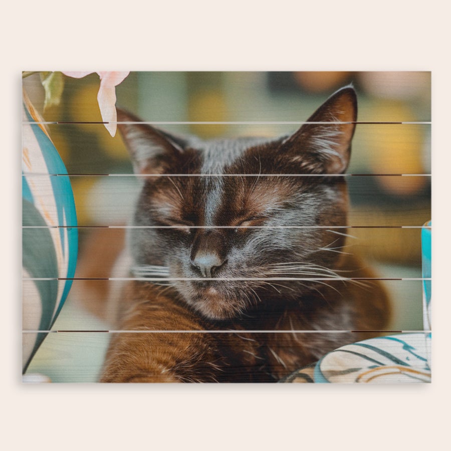 Photo on wood Personalized photo printed on wooden planks featuring a sleeping cat with a whitewash finish