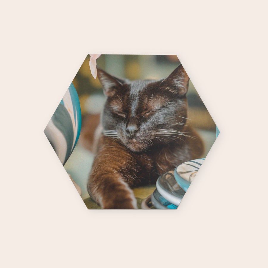 Panneaux muraux géométriques personnalisés Panneau d'art mural hexagonal imprimé avec une photo de chat noir endormi pour décorer votre mur