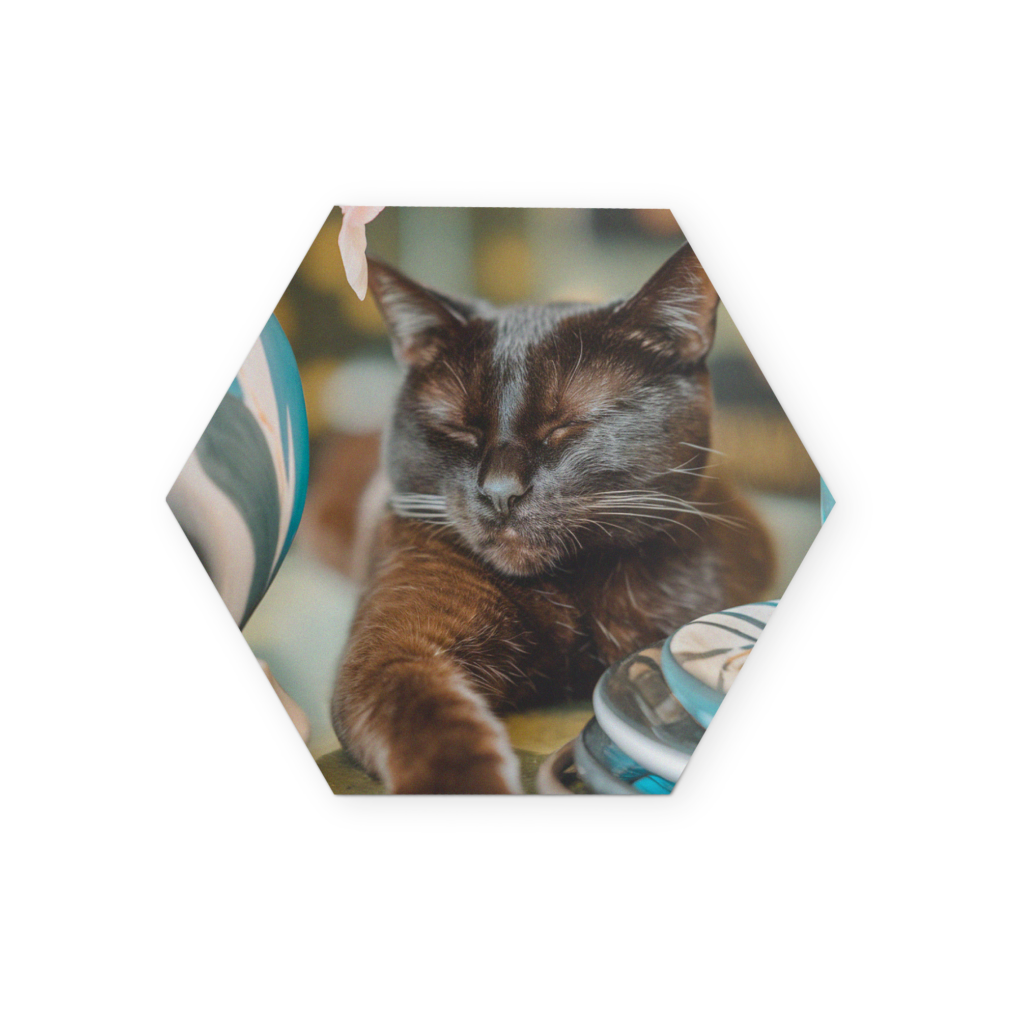 Hexagon forex wall art panel with a sleeping black cat printed from a custom design