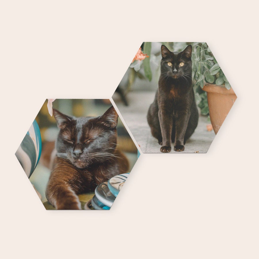 Fotokacheln Zwei personalisierte sechseckige Forex Wandbilder mit Fotos einer schwarzen Katze