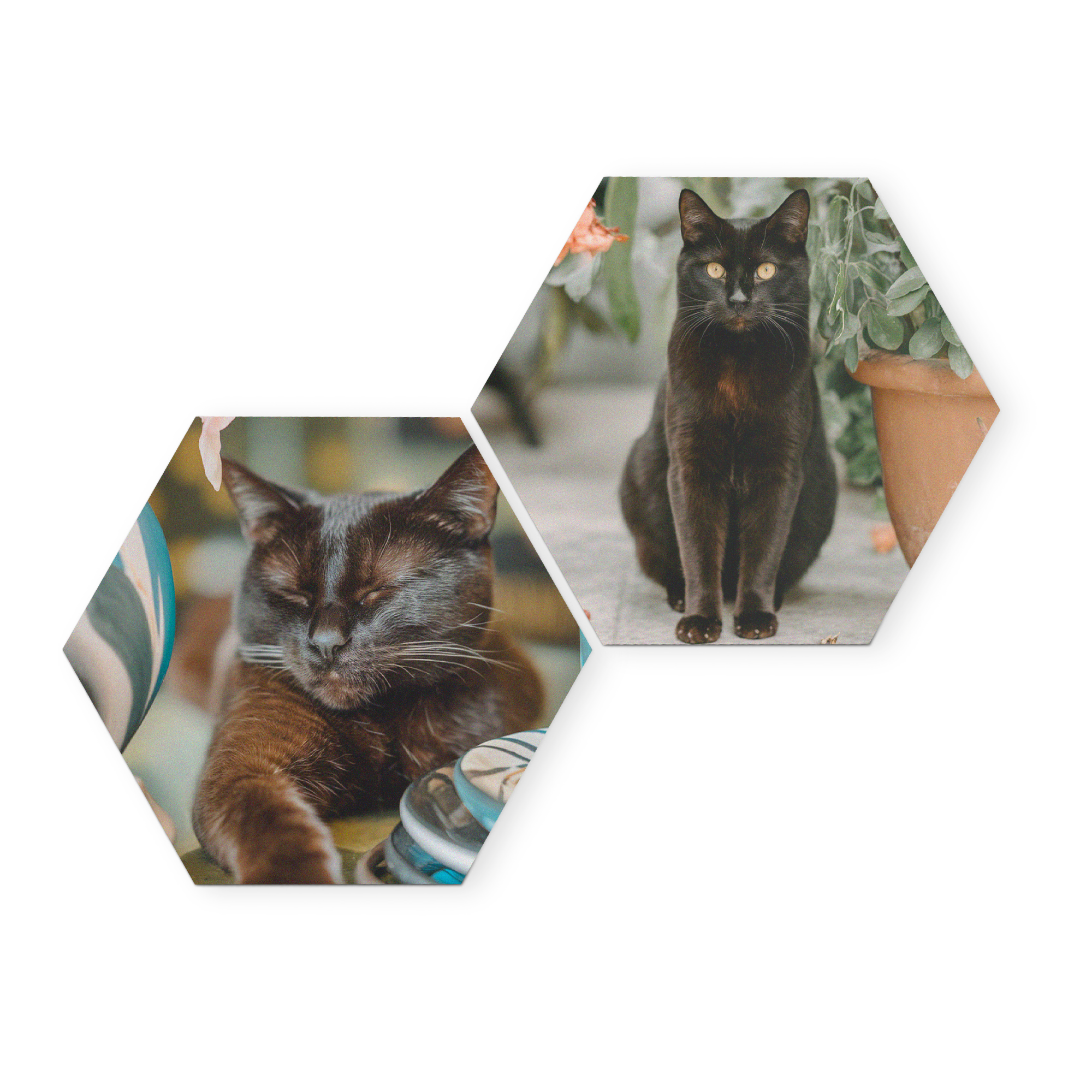 Două panouri hexagonale din forex, personalizate cu fotografii cu pisici negre, pentru a-ți decora peretele.