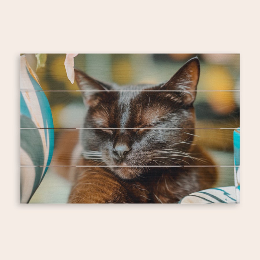 Foto på trä Sömnig katt tryckt som ett foto på träplankor med naturlig finish