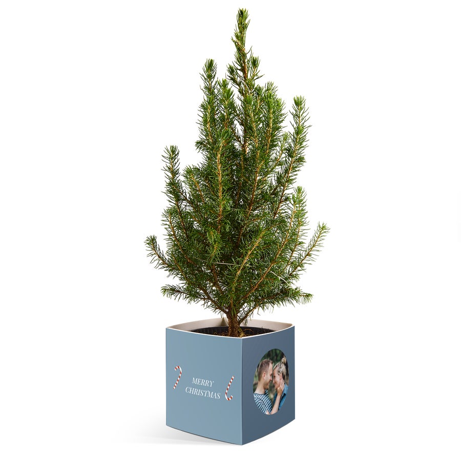 yoursurprise.de | Kleiner Weihnachtsbaum in personalisiertem Topf