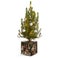 Mini albero di Natale in vaso personalizzato
