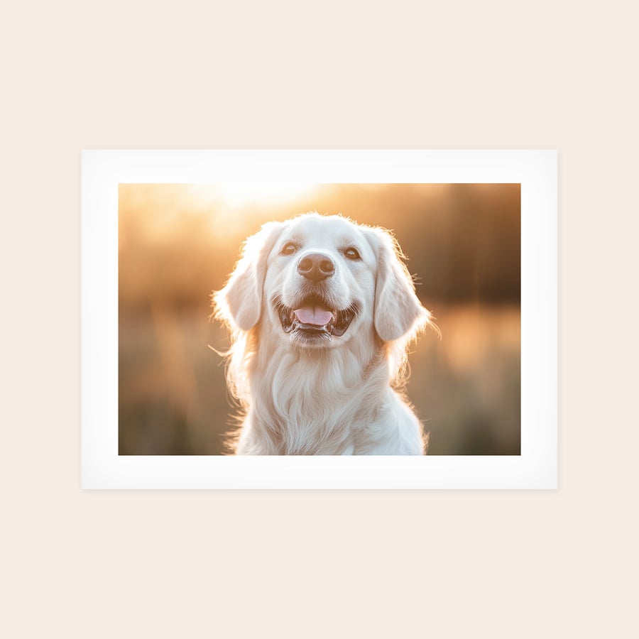 Poster photo prints Personalized photo poster print featuring a golden retriever smiling, backlit by the setting sun, capturing favorite moments